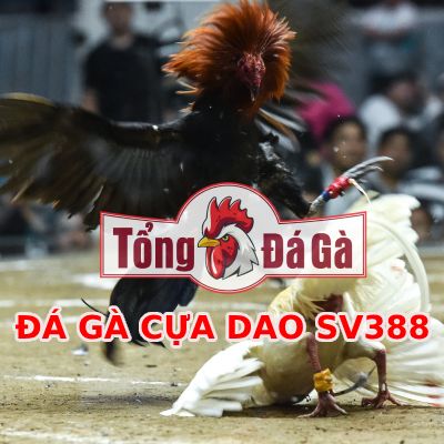 Đá gà cựa dao SV388 sân chơi cuốn hút chiến kê toàn thế giới