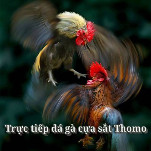 Trực tiếp đá gà cựa sắt Thomo