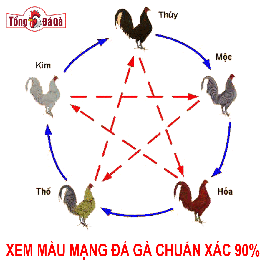 Xem màu mạng đá gà chuẩn xác tỷ lệ thắng 90%