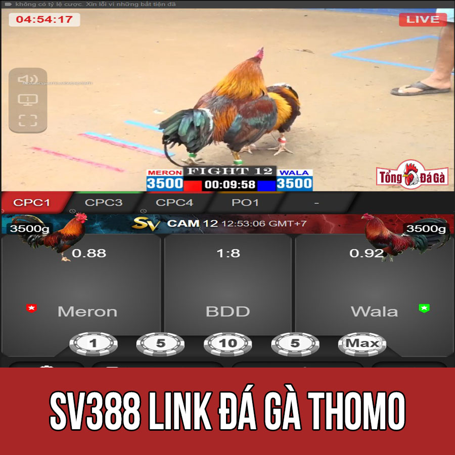 SV388 link đá gà Thomo